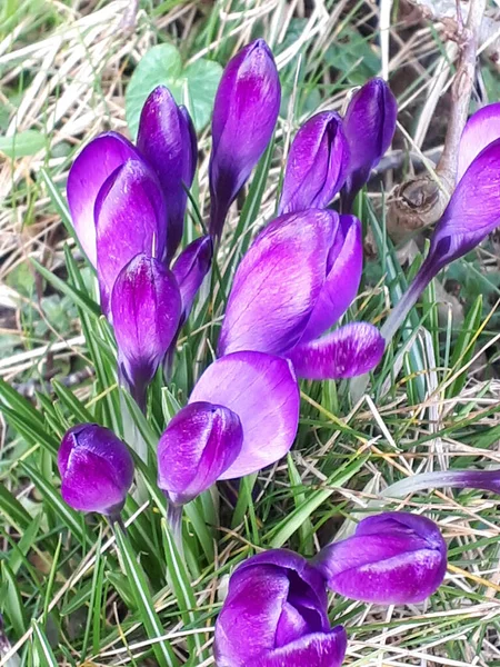 Kuzey Ngiltere Deki Ilkbahar Çiçeklerinden Biri Mor Crocus Ama Çok — Stok fotoğraf