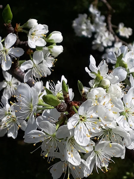 Плюмський Цвіт Одним Перших Квіток Весни Північній Англії Зайняті Бджоли — стокове фото