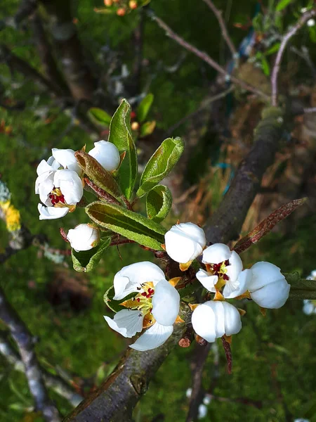 Pear Blossom One Early Flowers Spring Northern England Busy Bees — Stock Photo, Image