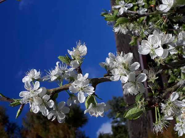 Плюмський Цвіт Одним Перших Квіток Весни Північній Англії Зайняті Бджоли — стокове фото