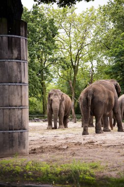 Berlin, Almanya 'daki Zooloji Bahçeleri' nde fil sürüsü