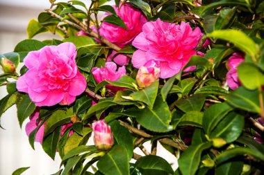 Burnley Kuzey İngiltere 'de ilkbaharın ilk gösterişli çiçeklerinden biri Camellia Japonica ya da Japon Gülü' dür.