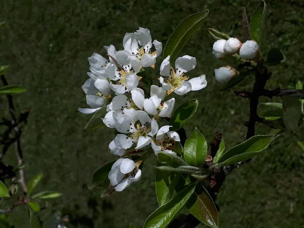 Pear Blossom is one of the early flowers of Spring in Northern England. The busy bees pollinate the blossom for a good Crop of Pears by late September