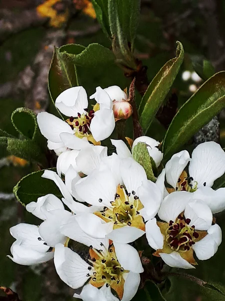 Gruszka Blossom Jest Jednym Pierwszych Kwiatów Wiosny Północnej Anglii Zajęte — Zdjęcie stockowe