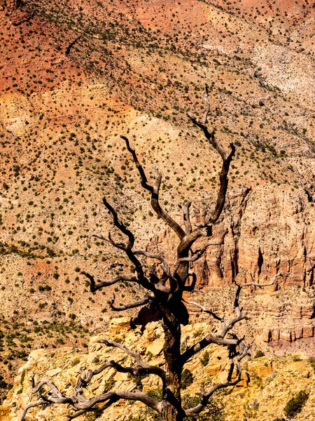 Grand Canyon National Park Byl Jedním Prvních Národních Parků Spojených — Stock fotografie
