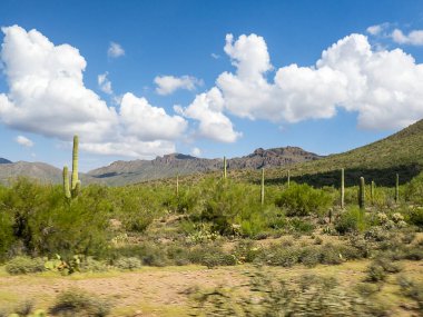 Arizona 'nın güneyindeki Arizona Sonora Çölü Müzesi. Arizona Çölü' nün Flora ve Fauna 'sı insanları bu vahşi ülkede yaşayan bitki ve yaratıkların güzelliği ve çeşitliliği hakkında eğitmek için bir açık hava müzesinde.