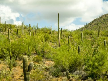 Arizona 'nın güneyindeki Arizona Sonora Çölü Müzesi. Arizona Çölü' nün Flora ve Fauna 'sı insanları bu vahşi ülkede yaşayan bitki ve yaratıkların güzelliği ve çeşitliliği hakkında eğitmek için bir açık hava müzesinde.