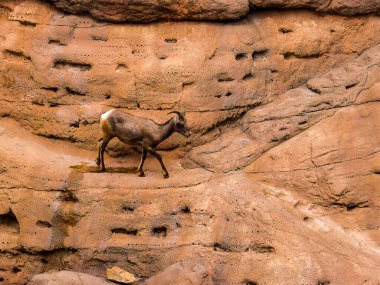 Arizona 'nın güneyindeki Arizona Sonora Çölü Müzesi. Arizona Çölü' nün Flora ve Fauna 'sı insanları bu vahşi ülkede yaşayan bitki ve yaratıkların güzelliği ve çeşitliliği hakkında eğitmek için bir açık hava müzesinde.