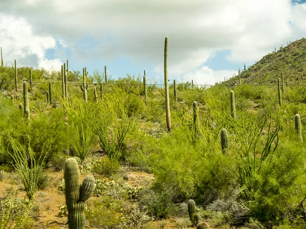 Muzeum Pustyni Arizona Sonora Południe Phoenix Arizona Usa Flora Fauna — Zdjęcie stockowe