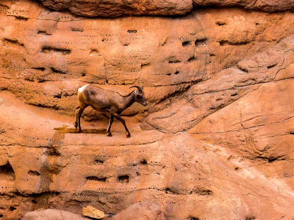 Het Arizona Sonora Desert Museum Ten Zuiden Van Phoenix Arizona — Stockfoto