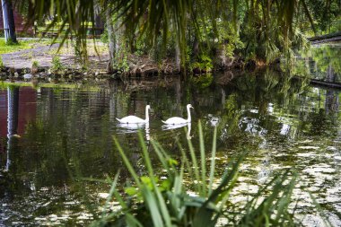 New Orleans Louisiana USA şehir parkındaki ağaçlarda bulunan İspanyol yosunu.