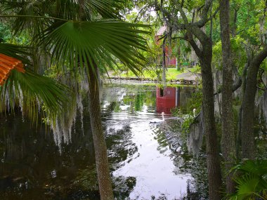 New Orleans Louisiana USA şehir parkındaki ağaçlarda bulunan İspanyol yosunu.