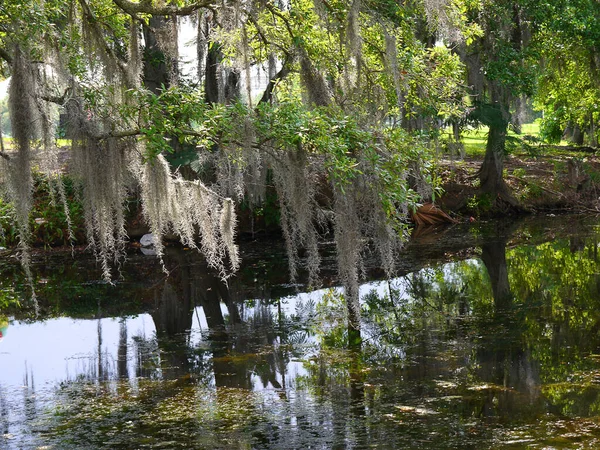 Musgo Espanhol Nas Árvores Parque Cidade Nova Orleans Louisiana Eua — Fotografia de Stock