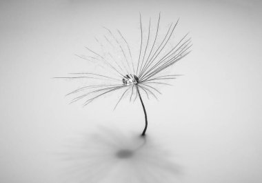 Diente de Leon Blanco y zenci