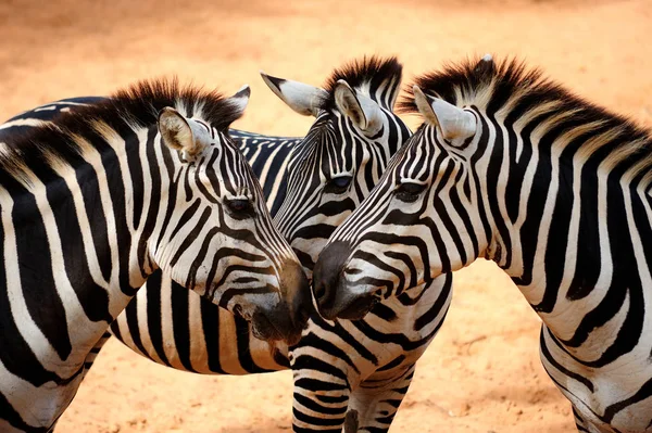 Três beijos Zebra — Fotografia de Stock