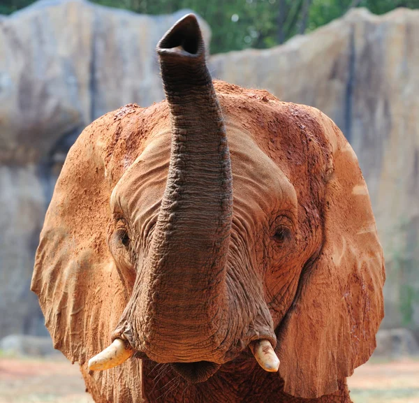 Elefante Africano Mostrando Seu Tronco Imagem De Stock