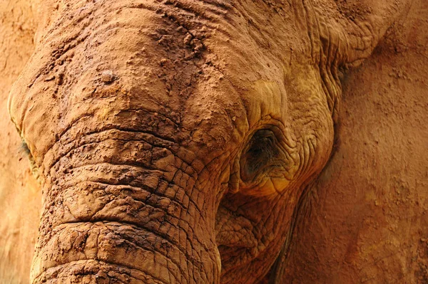 Close Elefante Africano Imagem De Stock