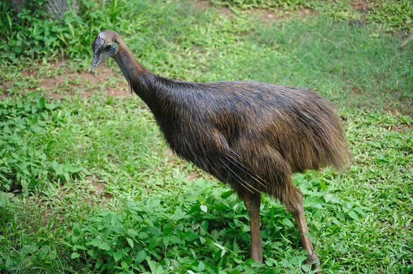 Cassowary kuş bir hayvanat bahçesi