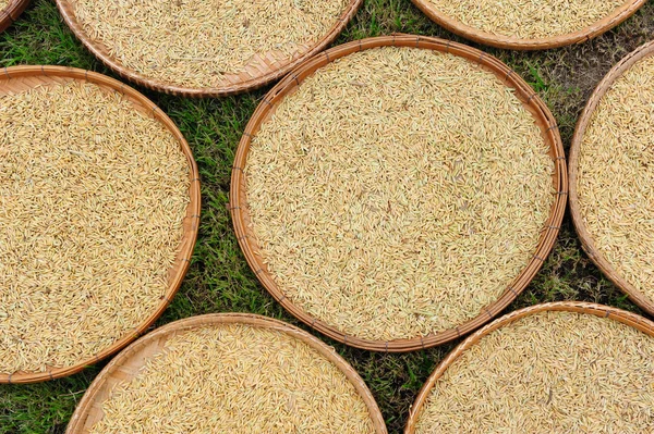 Yasemin çeltik içinde tepsi