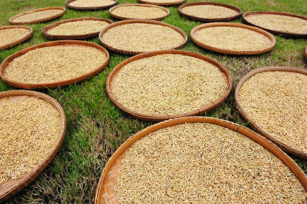 Tayland'da kurutma Paddy