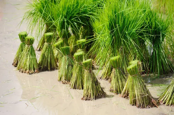 Pirinç paket alan üzerinde