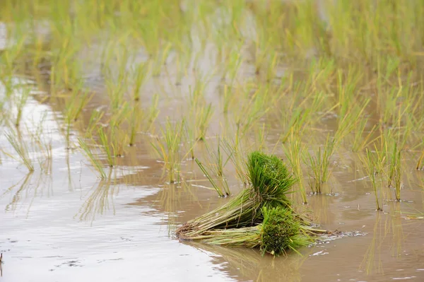 Pirinç paket alan üzerinde