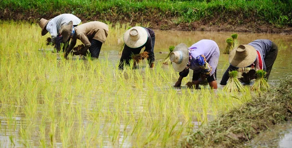 Plantación de arroz en Tailandia —  Fotos de Stock