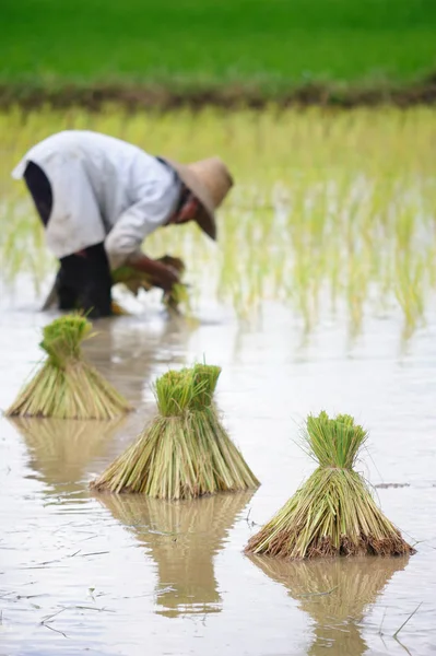 Risplantage i Thailand — Stockfoto