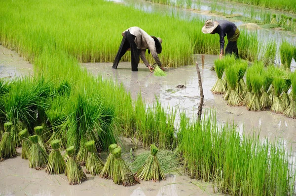 Tayland 'da pirinç tarlası