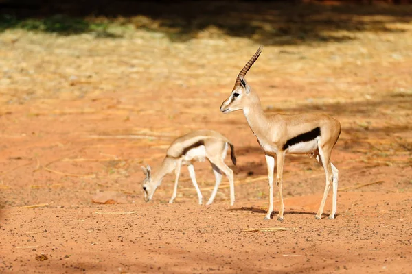 Two Thompson Gazelles — Stock Photo, Image