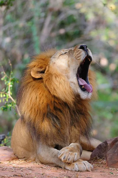 Yawing aslan