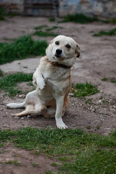 Köyde Tasmalı Çok Sadık Bir Köpek Oturur Mütevazı Bir Bakışla — Stok fotoğraf