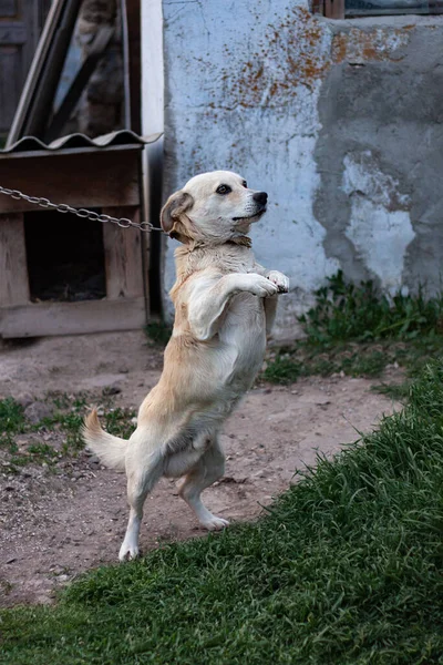 Köyde Tasmalı Çok Dost Canlısı Bir Köpek Yemek Ister — Stok fotoğraf