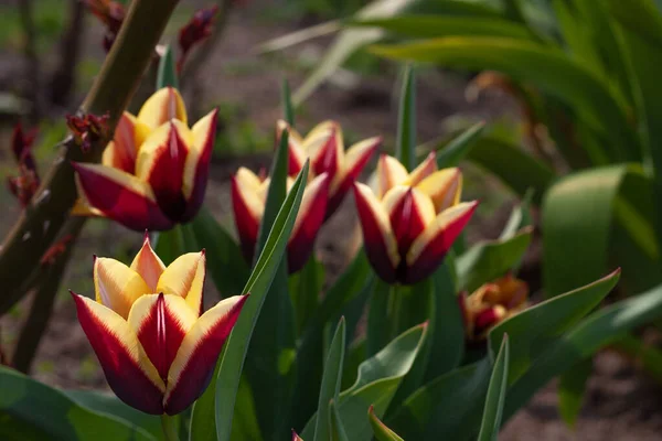 Grupo Tulipanes Bicolor Macizo Flores Son Color Rojo Amarillo — Foto de Stock