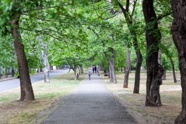 Bazı insanlar güneşli bir günde parkta yürüyorlar. Etrafta bir sürü yeşil ağaç var. 