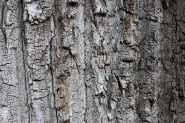 Eski bir ağaç kabuğu arka plan veya doku olarak kullanılabilir.