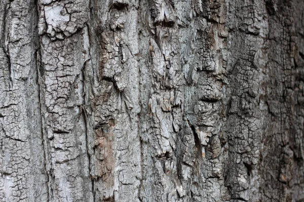 Eski bir ağaç kabuğu arka plan veya doku olarak kullanılabilir.