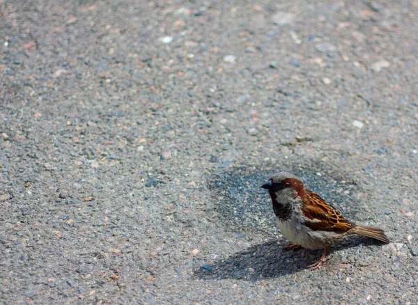 One Sparrow Pavement Sunny Weather Looking Food — Stock Photo, Image