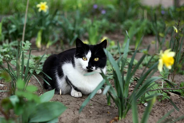 Bellissimo Gatto Senzatetto Seduto Tra Fiori — Foto Stock