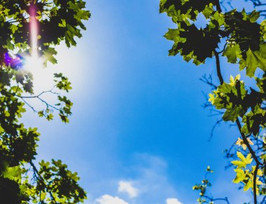 Güneş ışınları yeşil yaprakları delip geçiyor. Dışarısı güneşli..  