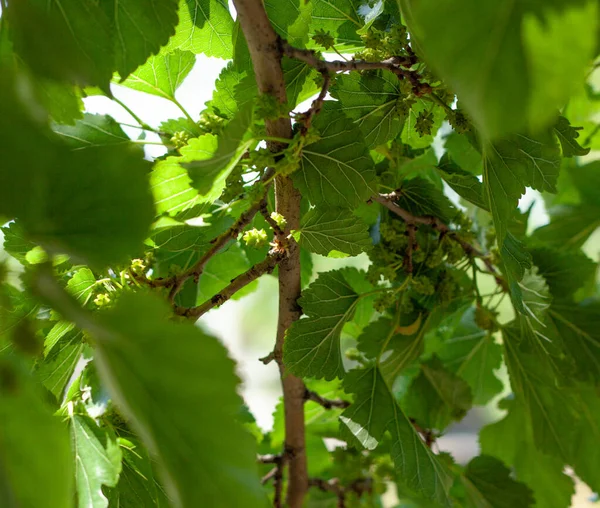 Hojas Morera Verde Día Soleado —  Fotos de Stock