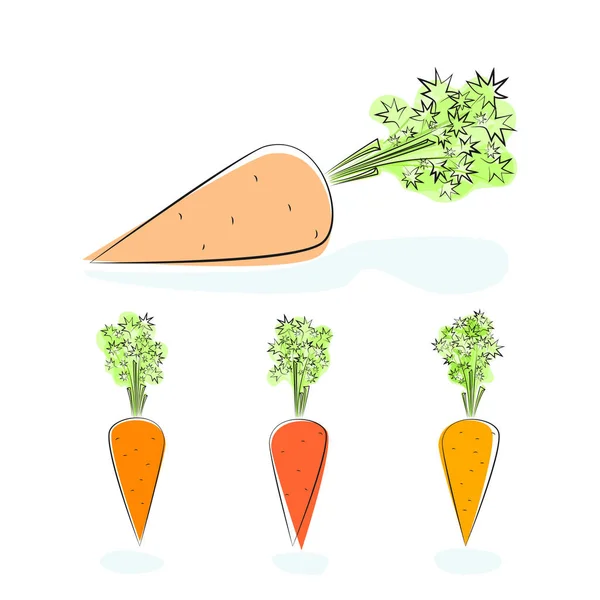 Légume racine de carotte sur fond blanc — Image vectorielle