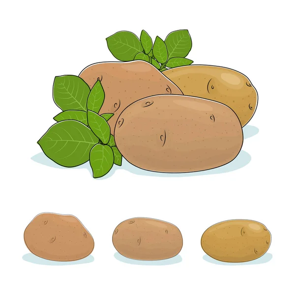 Legumes de batata, Frutas comestíveis — Vetor de Stock