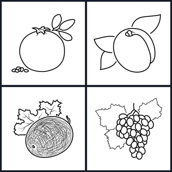 Гранат, абрикос, дыня, виноград — стоковый вектор