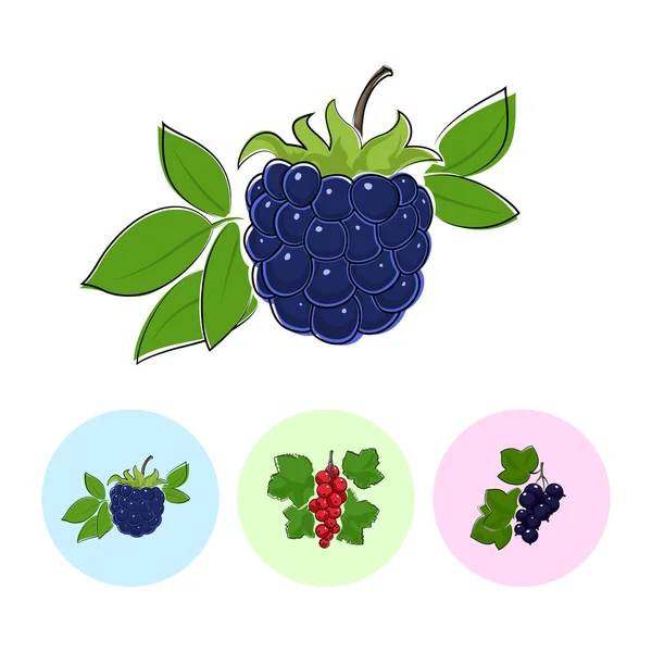 水果图标, 黑莓, 浆果, 黑醋栗 — 图库矢量图片