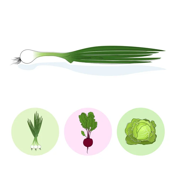 Icônes oignon vert, betterave, chou — Image vectorielle