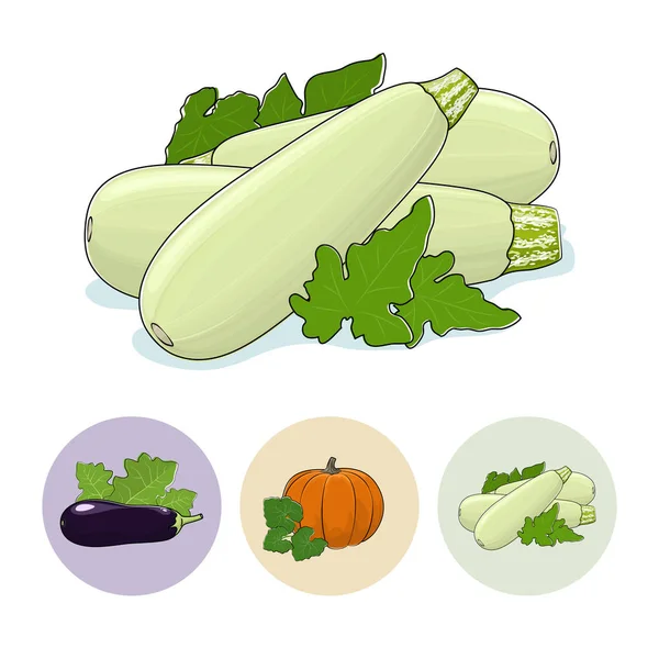 Zucchini, Kürbis, Auberginen — Stockvektor
