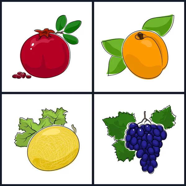 Albaricoque, Granada, Melón, Uvas — Vector de stock