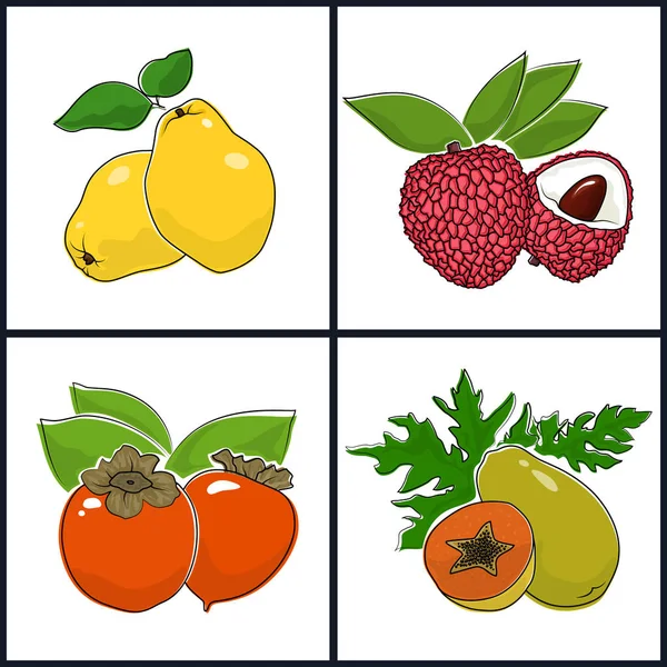 木瓜, 柿子, 木瓜, 荔枝 — 图库矢量图片