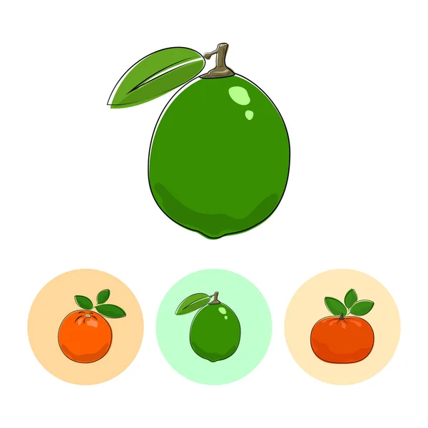 Fruit Icons, Lime, Orange, Mandarin — стоковый вектор